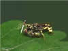 INSECT RAPE