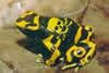 POISONOUS FROG