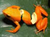 PALAKA KOKAK